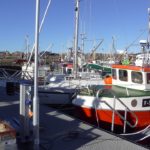 Carpe im Fischerhafen